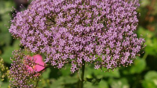 Purple umbrella plant