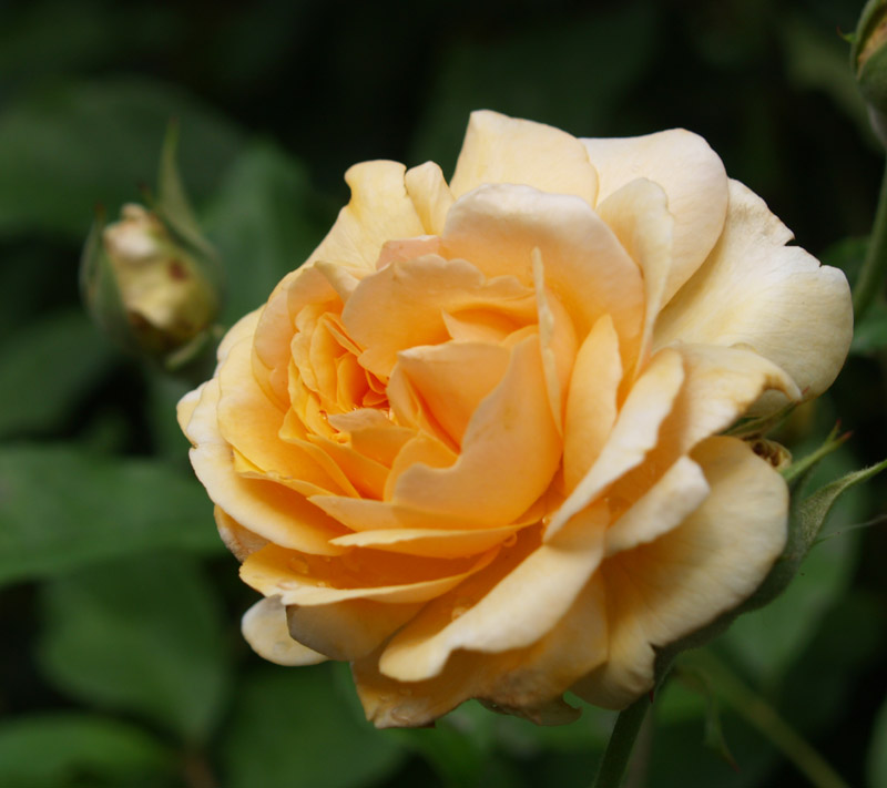 Buff Beauty rose Buff Beauty rose