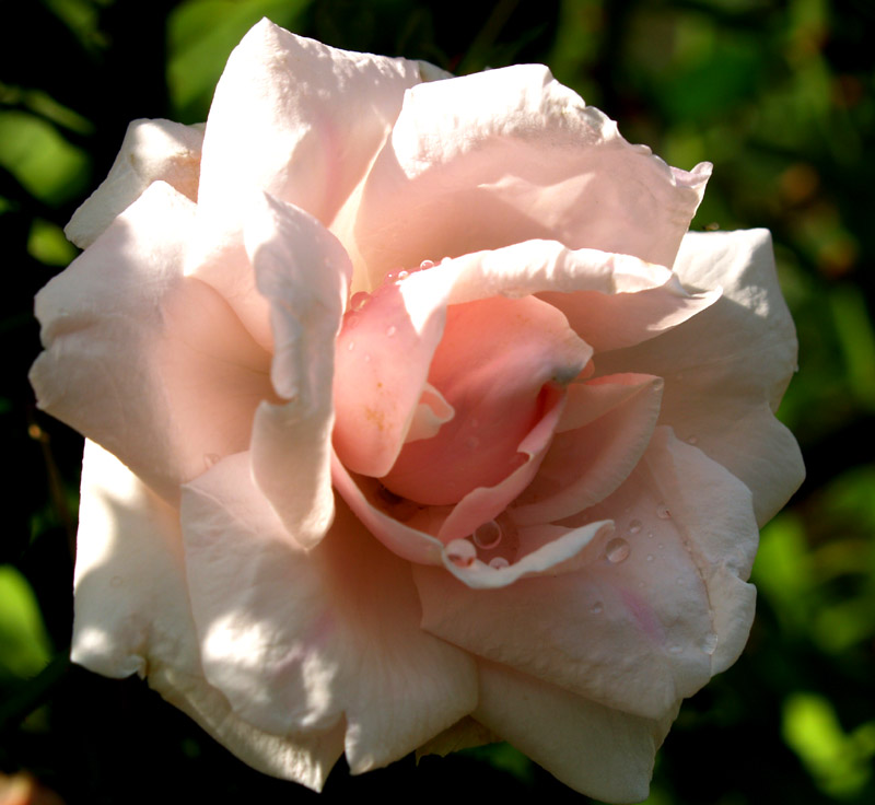 New Dawn rose