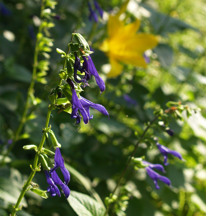 Salvia guaranitica