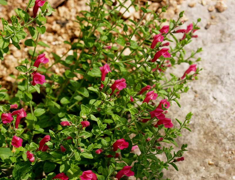 Pink skullcap (Scutellaria suffrutescens)