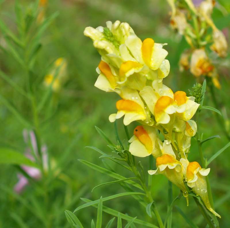 Toadflax Toadflax