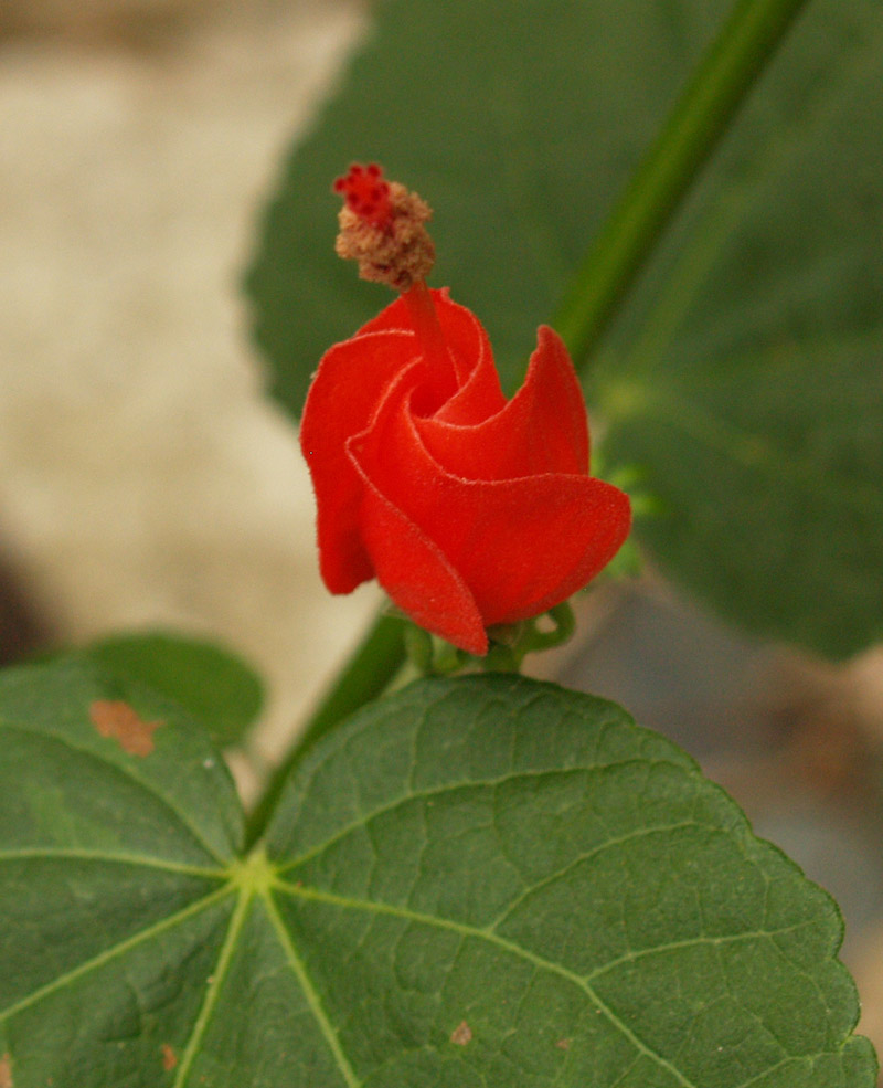 Turks cap bud