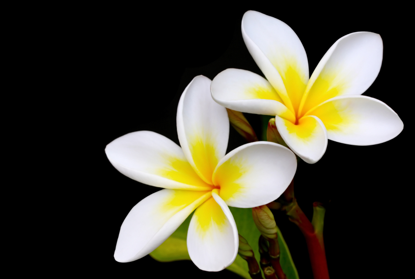 plumeria