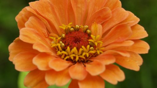 Zinnia 'Apricot Blush' with disk flowers