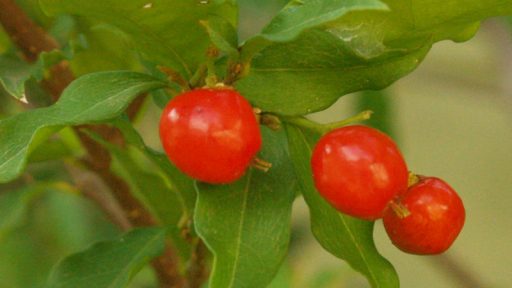 Barbados cherries