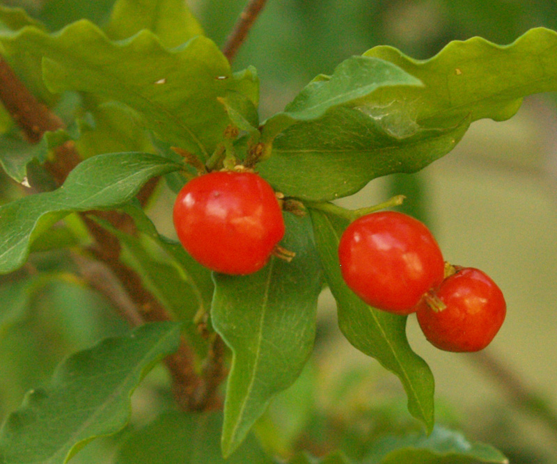 Barbados cherries (Malpighia glabra)