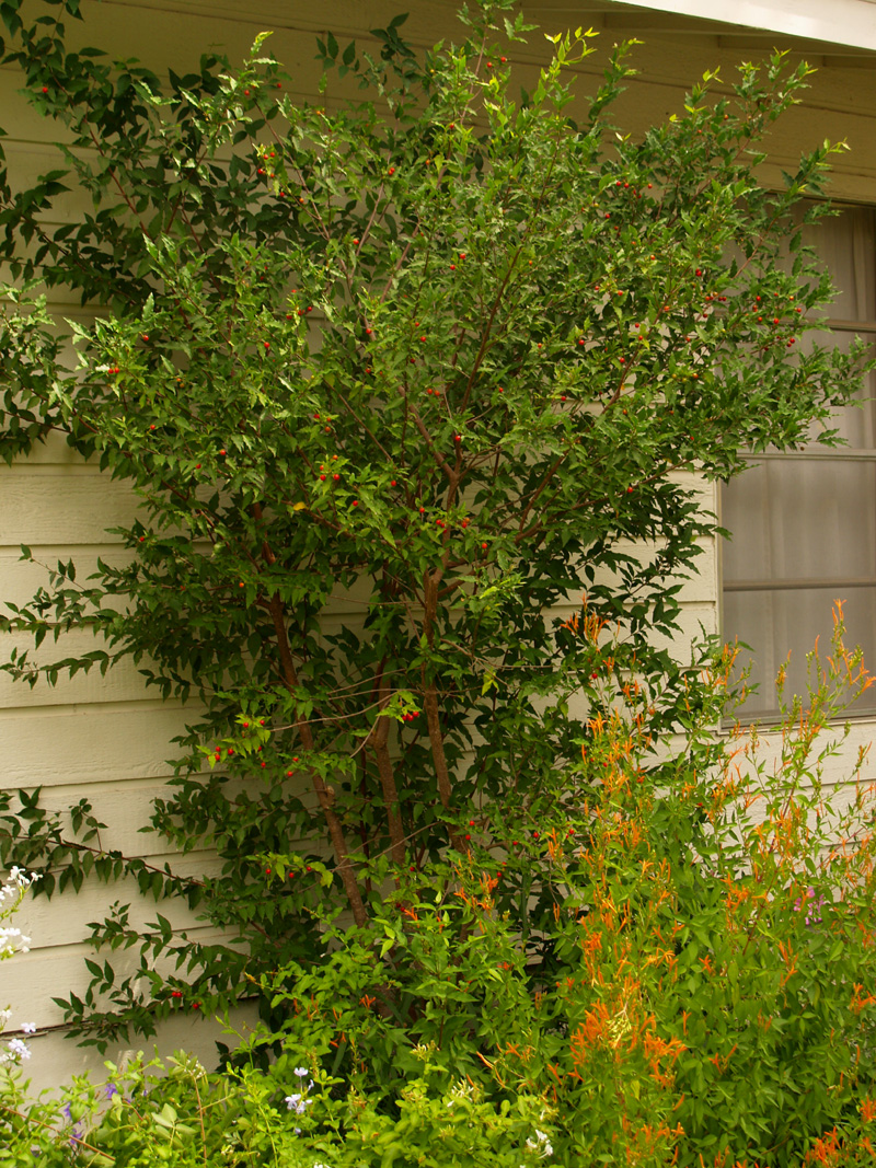 Barbados cherry shrub (Malpighia glabra)