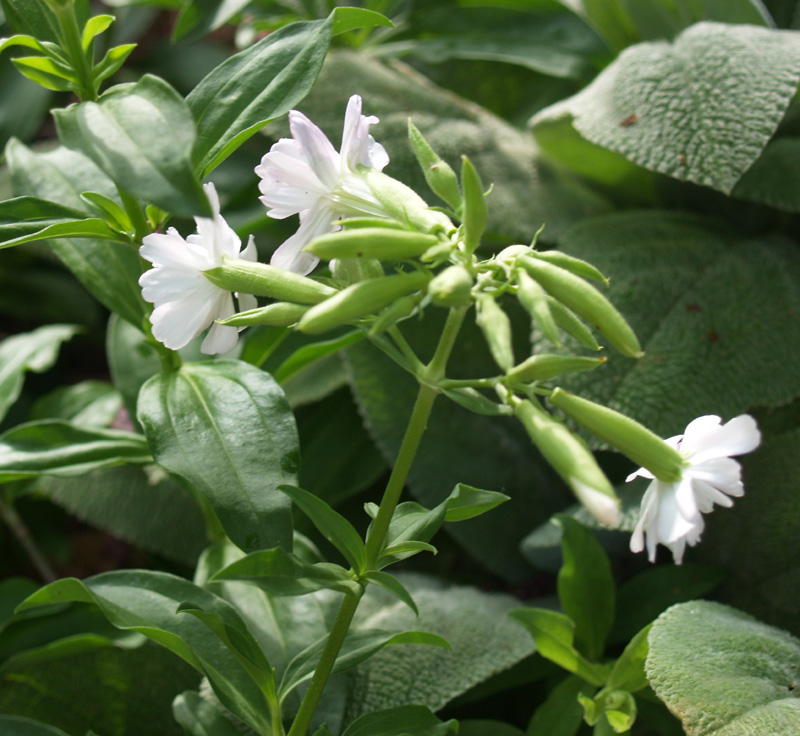 Bouncing bet flowers, Saponaria officinalis