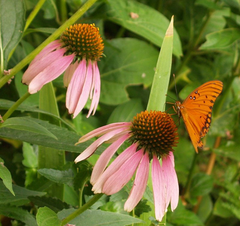 Gulf fritillary butterfly on coneflower Gulf fritillary butterfly on coneflower