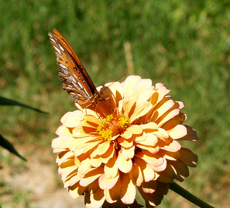 Gulf fritillary butterfly on zinnia Gulf fritillary butterfly on zinnia