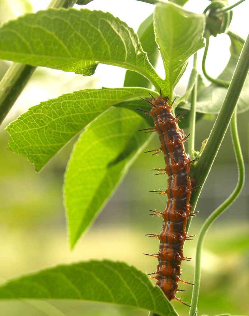 Gulf fritillary caterpillar on passionvine 