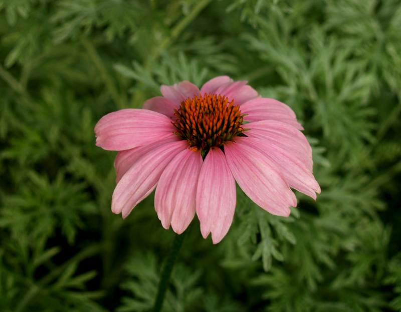 Coneflower with Powis Castle artemesia Coneflower with Powis Castle artemesia