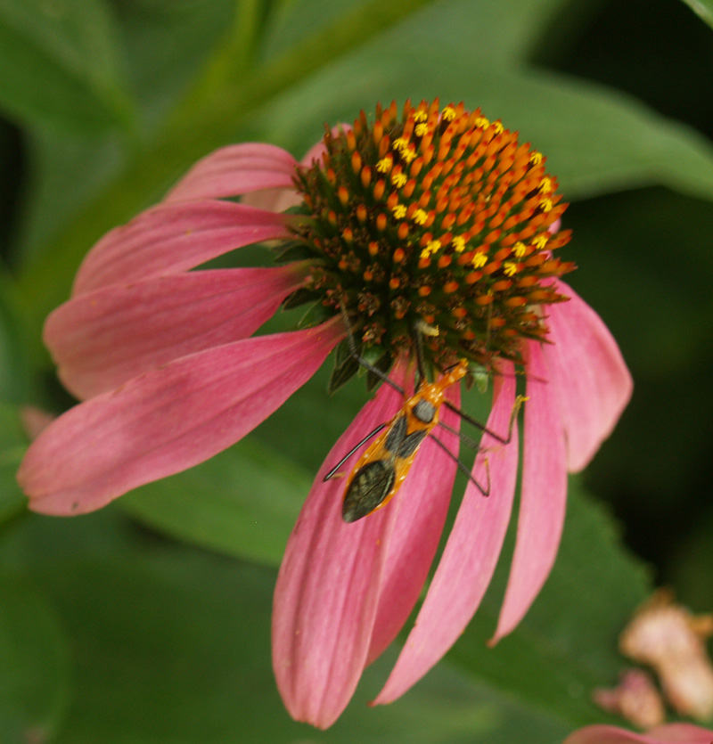 Coneflower with bug Coneflower with bug
