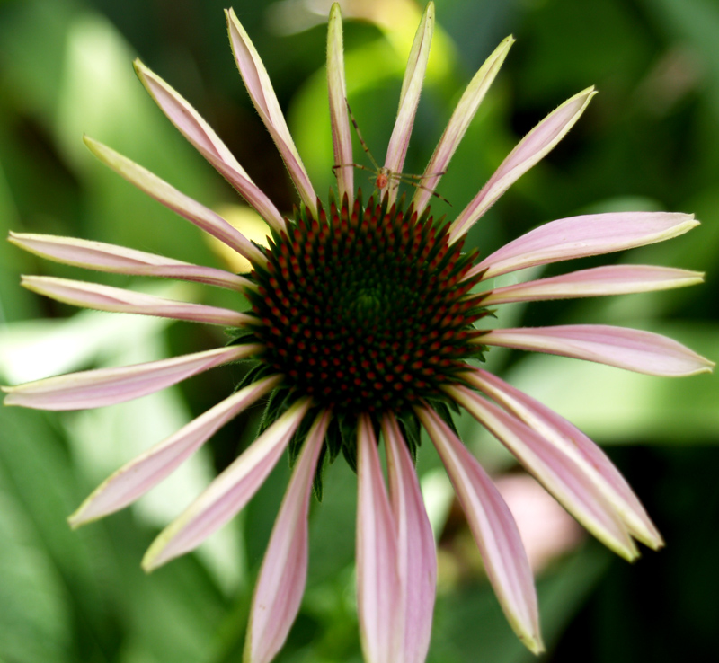 Echinacea pallida