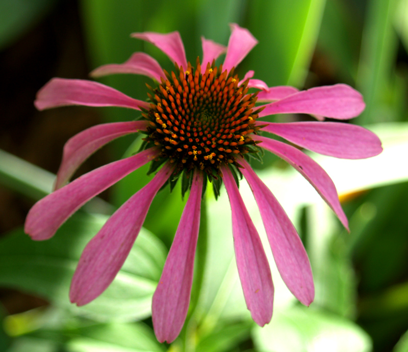 Echinacea Echinacea