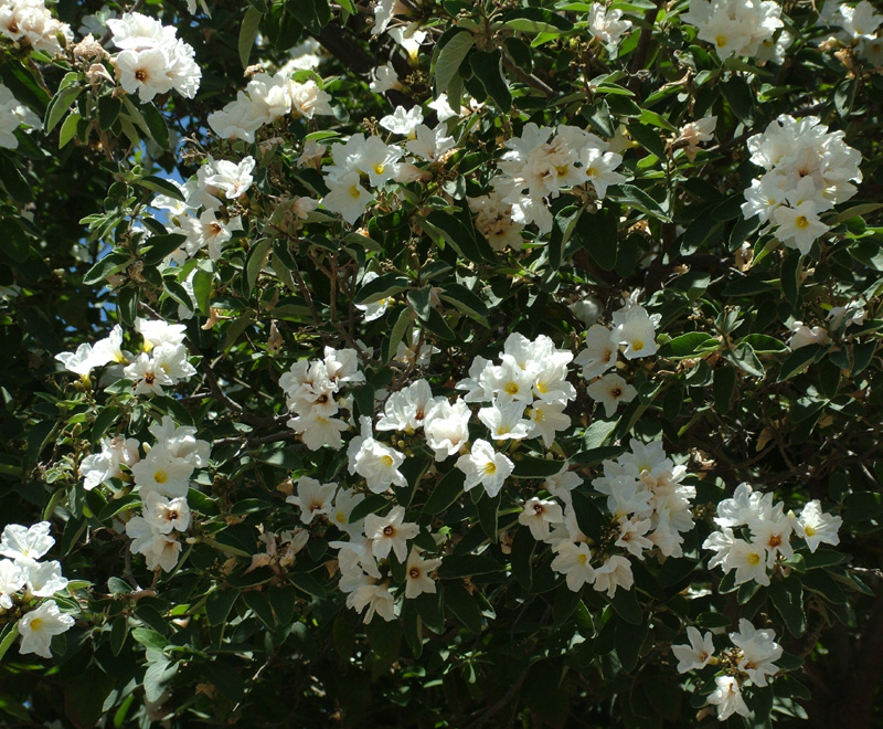 Cordia bossieri from Mary Irish