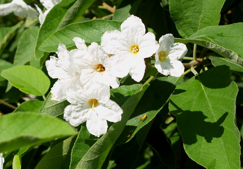 Cordia boissieri (Texas olive) flower Cordia boissieri (Texas olive) flower