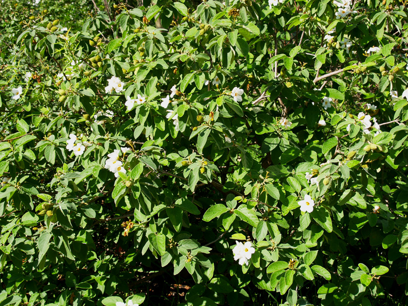 Cordia boissieri (Texas olive) Cordia boissieri (Texas olive)