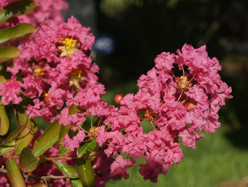 Pink crape myrtle