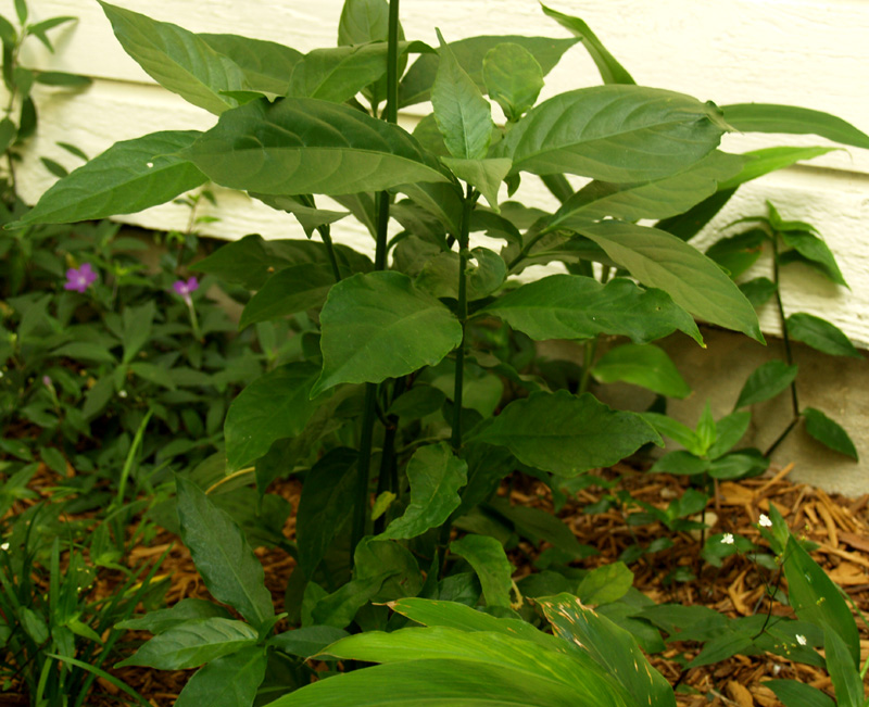 Firespike (Odentonema stricta)