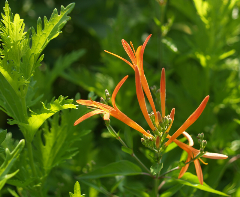 Flame acanthus (Anisacanthus wrightii)