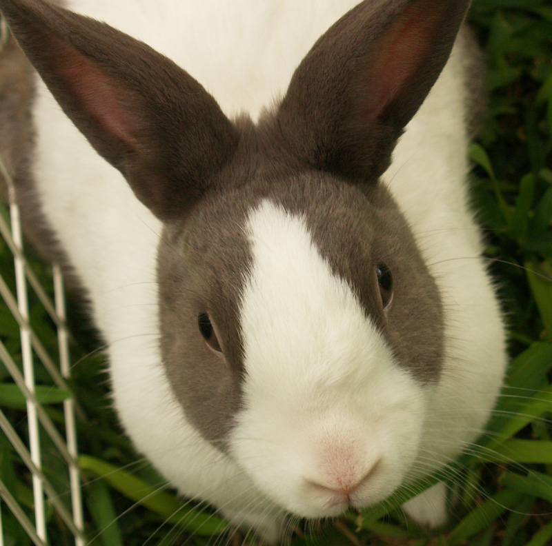 Dutch rabbit Gaby Dutch rabbit Gaby