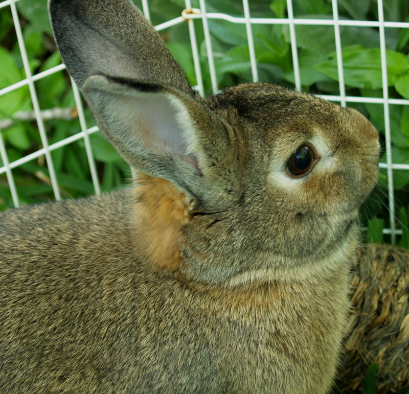 Rex rabbit Harvey Rex rabbit Harvey