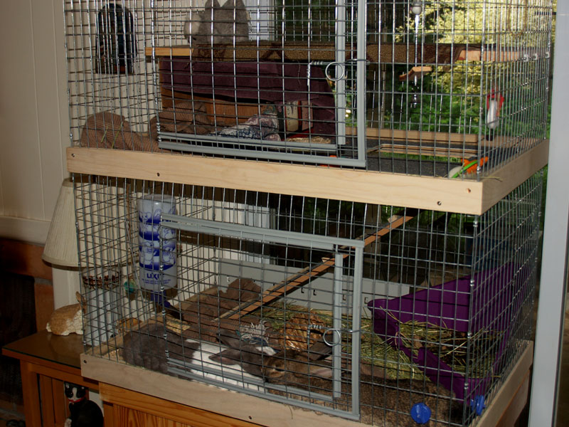 Leith Petwerks bunny abode Leith Petwerks bunny abode