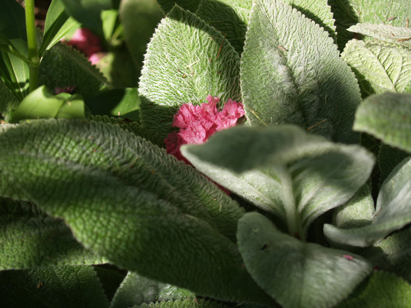 Helen von Stein lambs ears