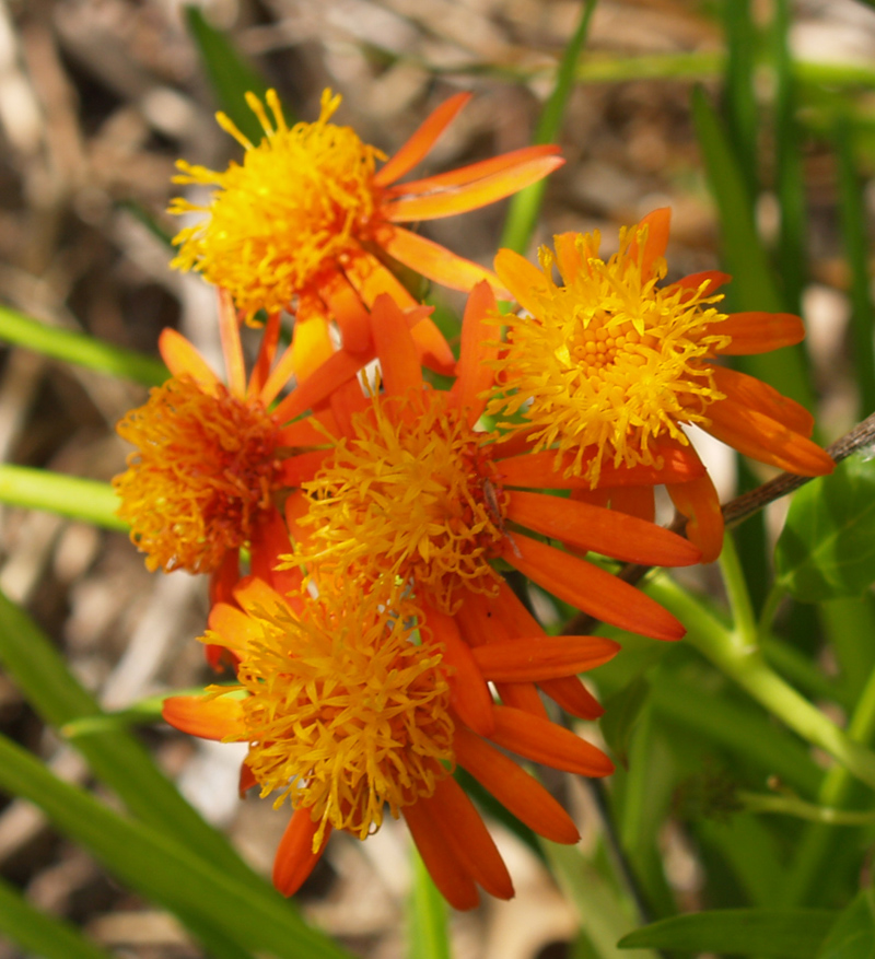 Mexican flame vine (Senecio confuses) Mexican flame vine (Senecio confuses)