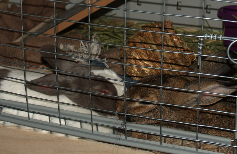 bunnies kiss goodnight bunnies kiss goodnight