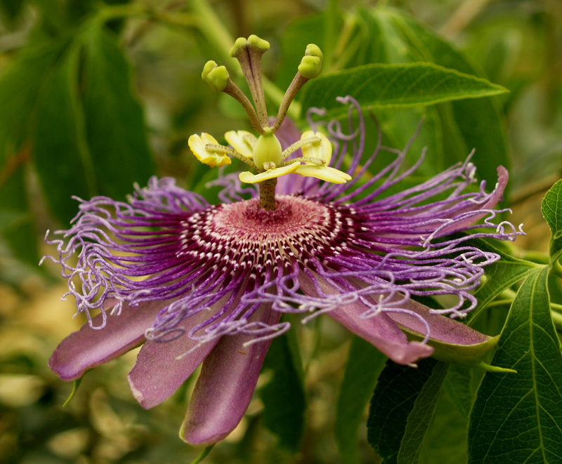 Passionvine flower