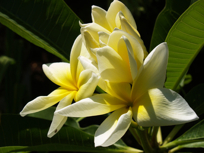 Yellow and white plumeria in Austin Texas