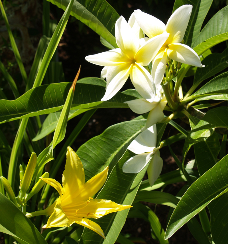 Plumeria with daylily Plumeria with daylily