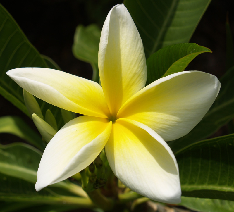 Plumeria in Central Texas