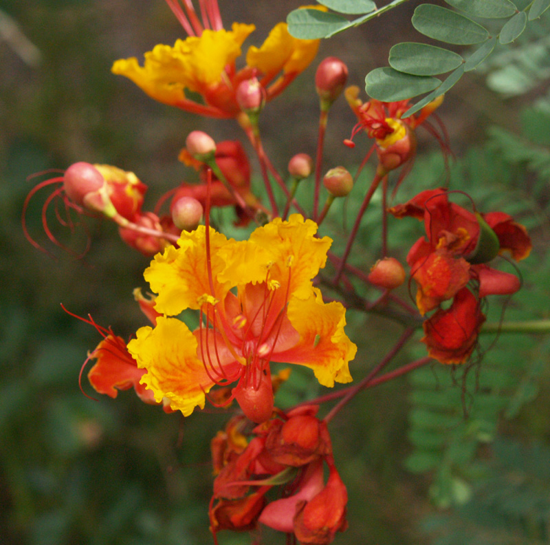 Pride of Barbados, Red Bird of Paradise (Caesalpinia pulcherrima)
