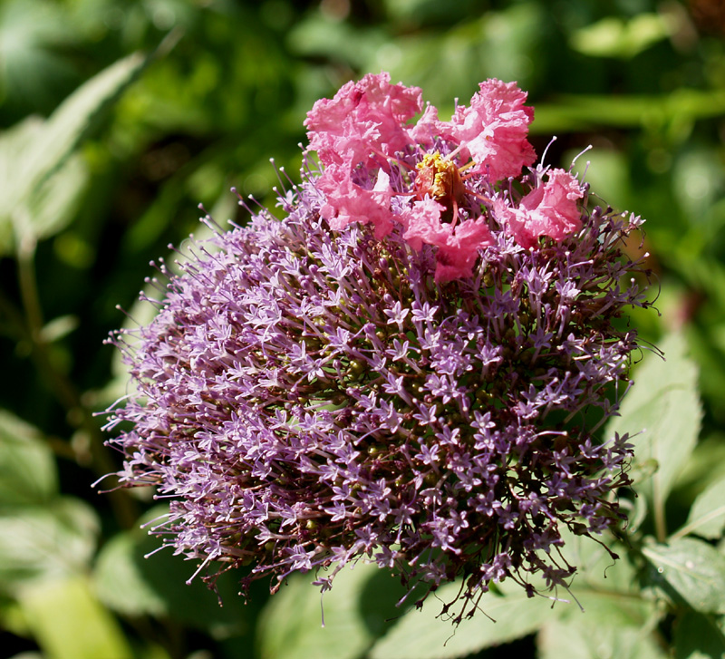 Purple umbrella plant (Tracellium ceerueleum)