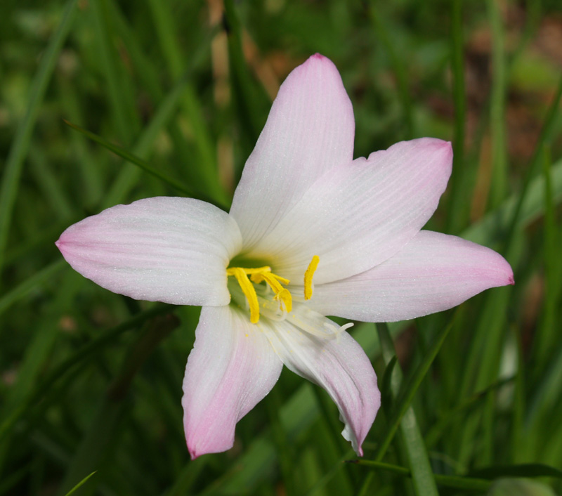 Habranthus robustus, pink rain lily 