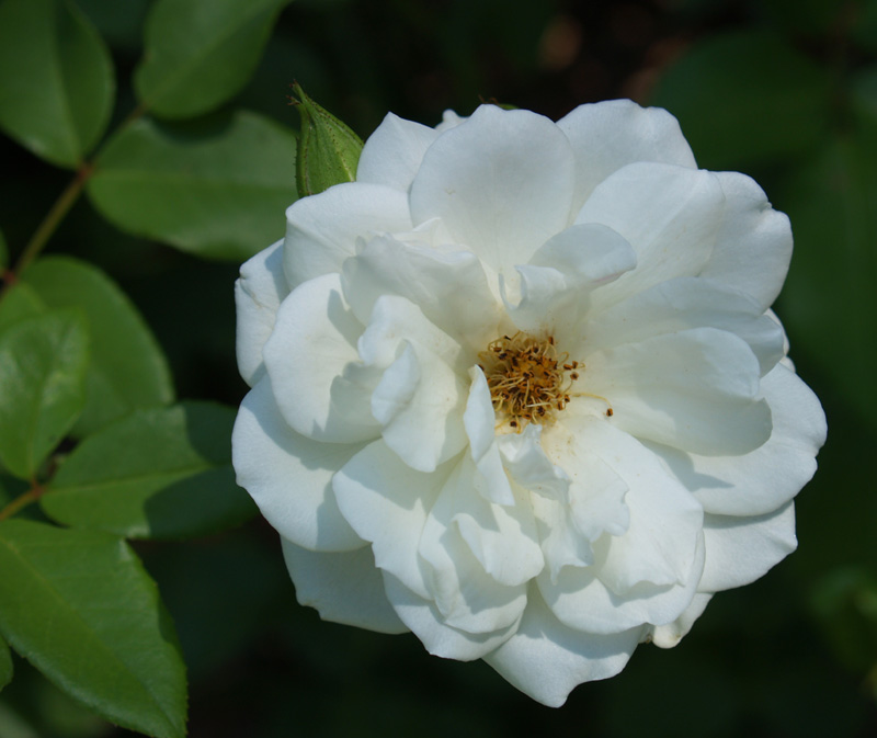 Iceberg rose Iceberg rose