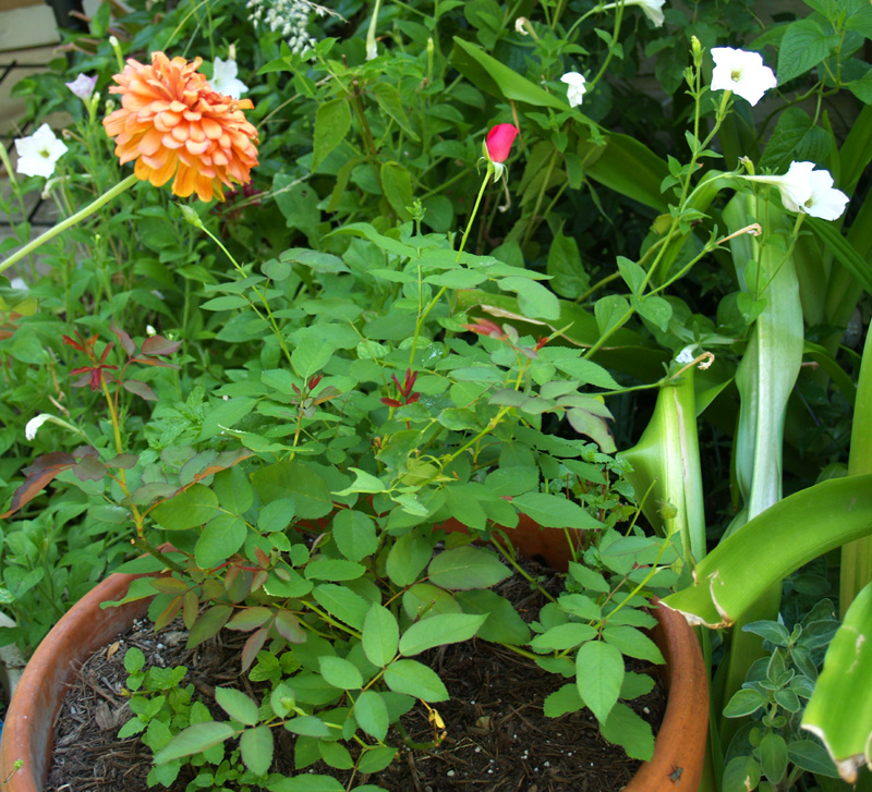 Valentine rose in pot rebounds