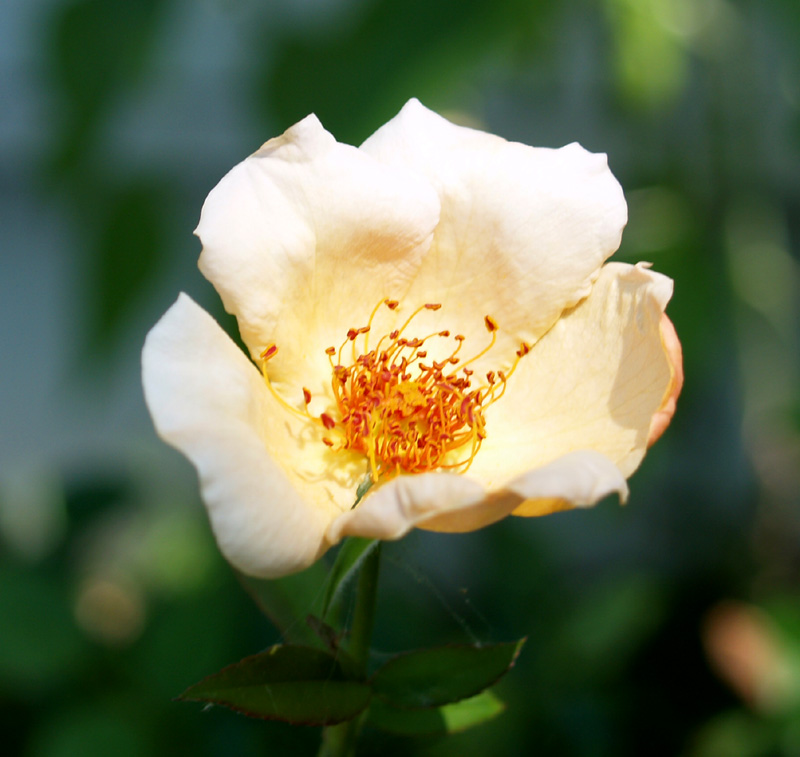 Mrs. Oakley Fisher rose Mrs. Oakley Fisher rose