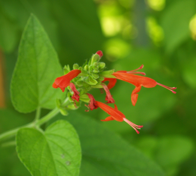 Salvia coccinea Salvia coccinea