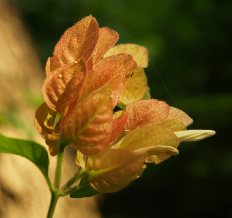 Apricot shrimp plant