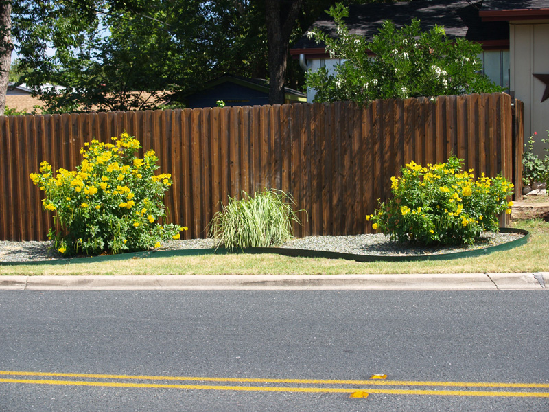 Esperanza, Tecoma stans on hot street 