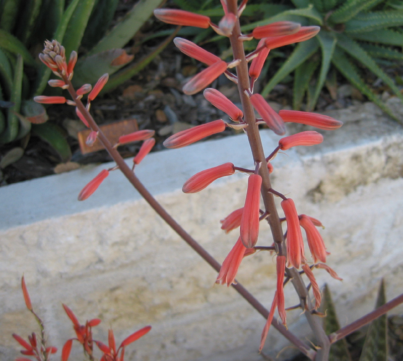 Aloe variegata hybrid by Jeff Pavlat