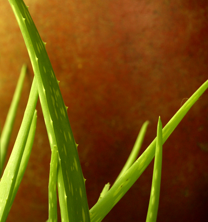 Aloe vera