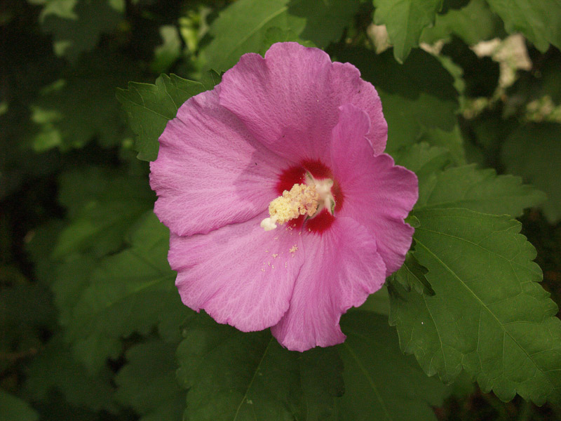 Althea (Rose of Sharon) 