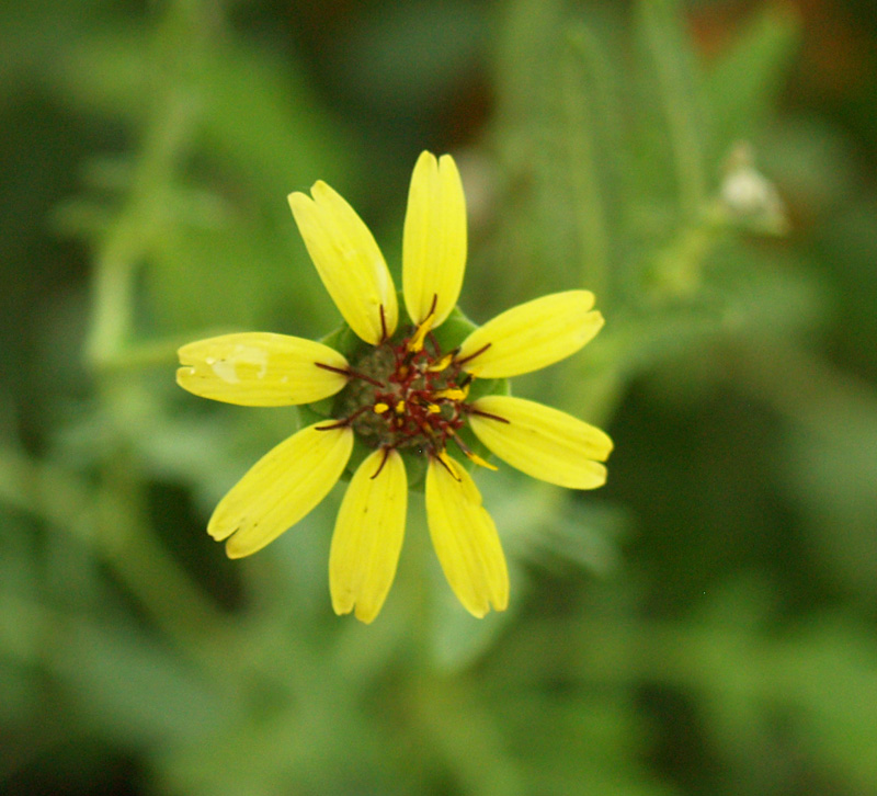 Chocolate daisy (Berlandiera lyrata)