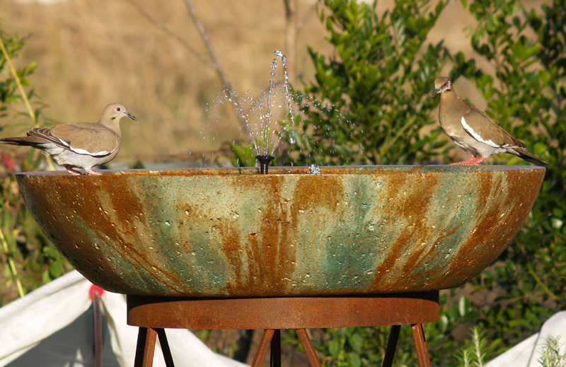 White wing doves on birdbath White wing doves on birdbath